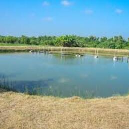 Pond Culture